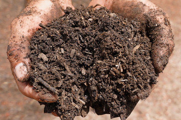 Compost in hand