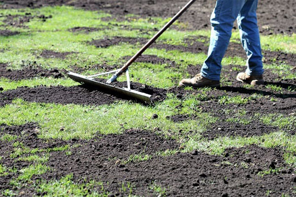 Topdressing lawn with rake