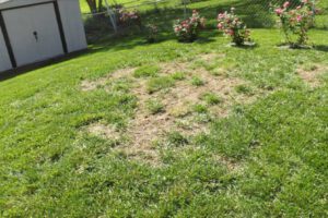 Bare spots in lawn