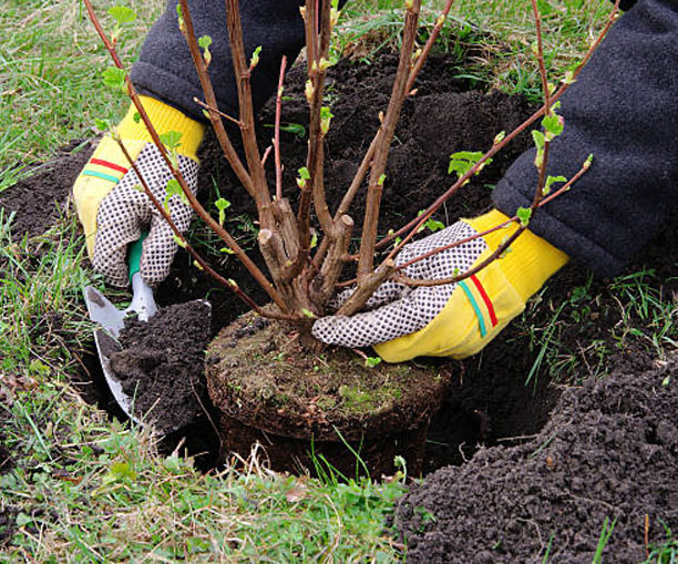 Planting a bush