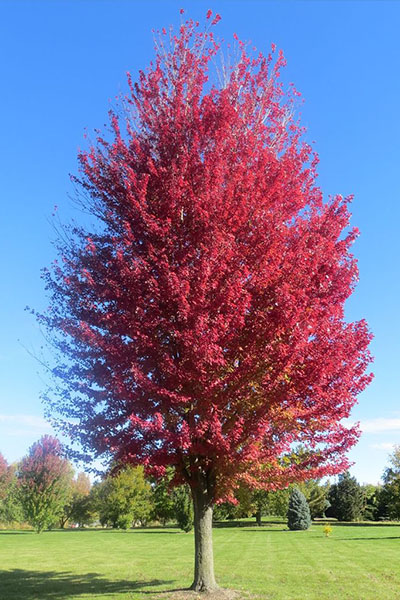 Pretty tree with red leaves