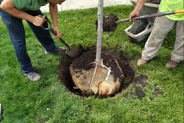 Planting trees in lawn