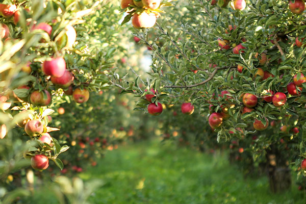 Apple trees in orchard