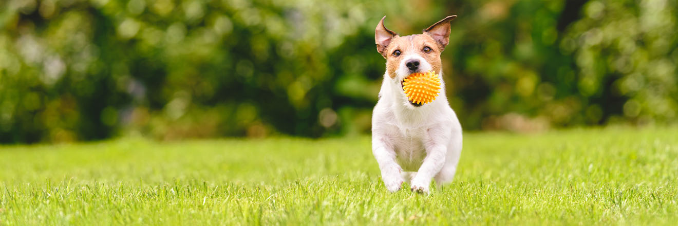 Dog running and playing in lawn