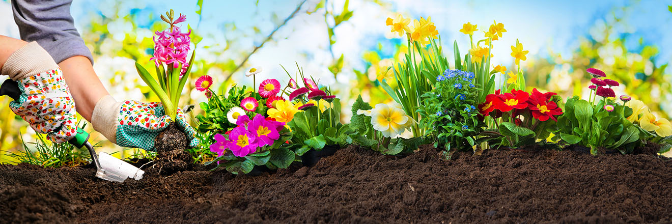 Colorful flowers in garden