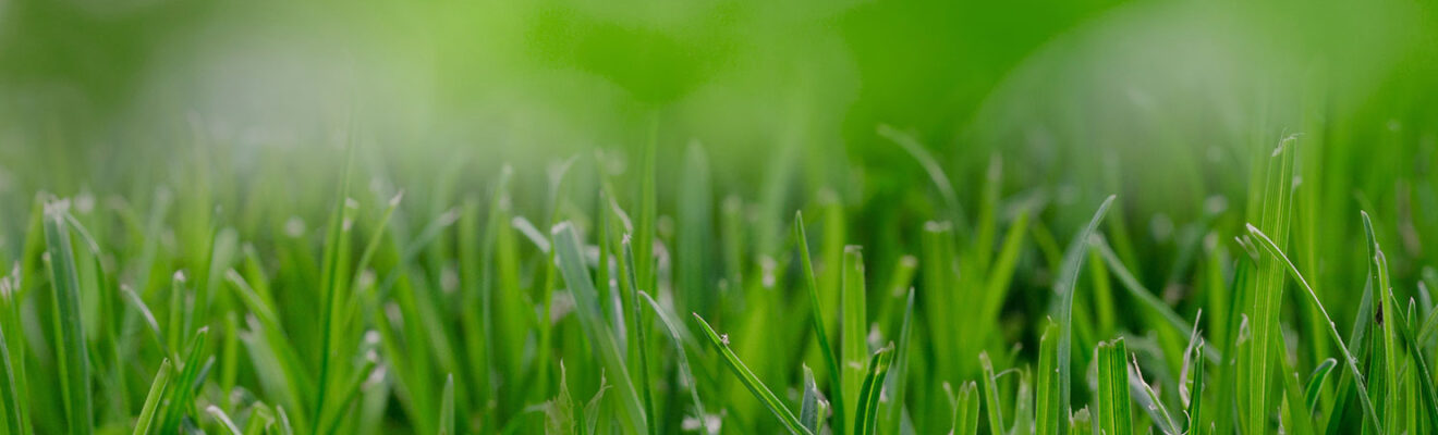 lawn repair