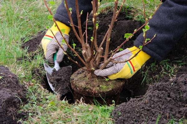 landscape beds with trees and shrubs