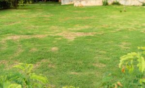 lawn bare spots repair