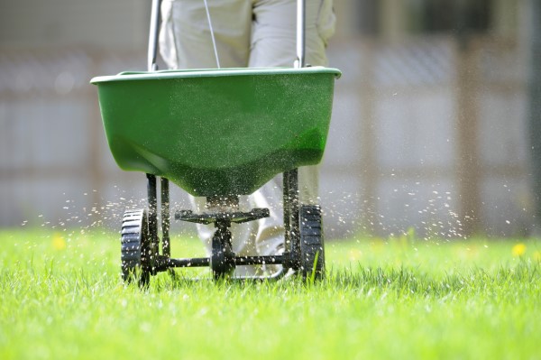 lawn overseeding