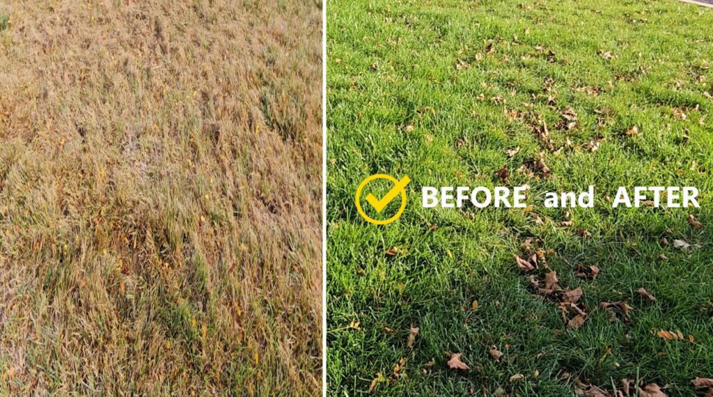 Before and After Lawn Repair Mix Project