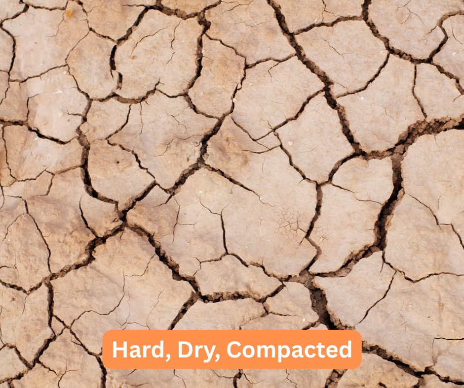 Clay soil when it gets dry becomes rock hard and inhospitable for vegetable plants. 
