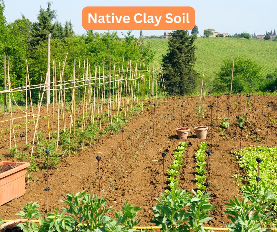Native soil consisting of clay is not the best option for a vegetable garden