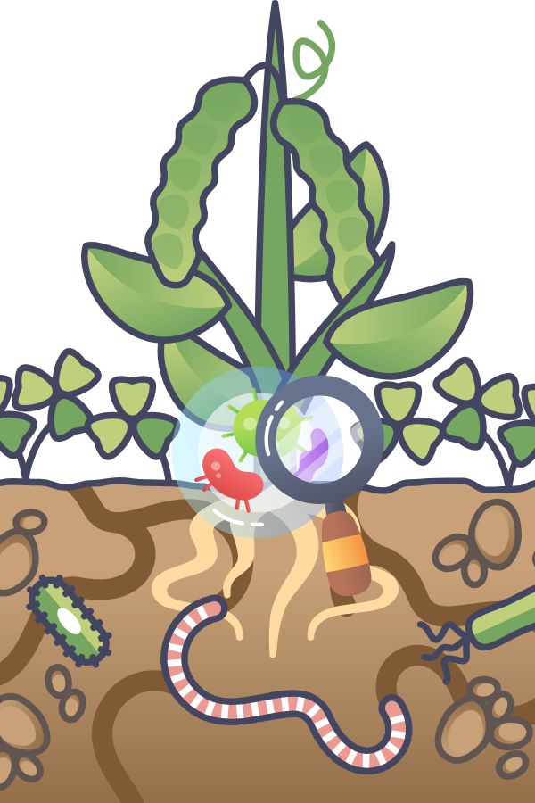 Clay doesn’t provide an ideal home for earthworms, microbes, and other beneficial soil life that break down organic matter and aerate soil naturally.