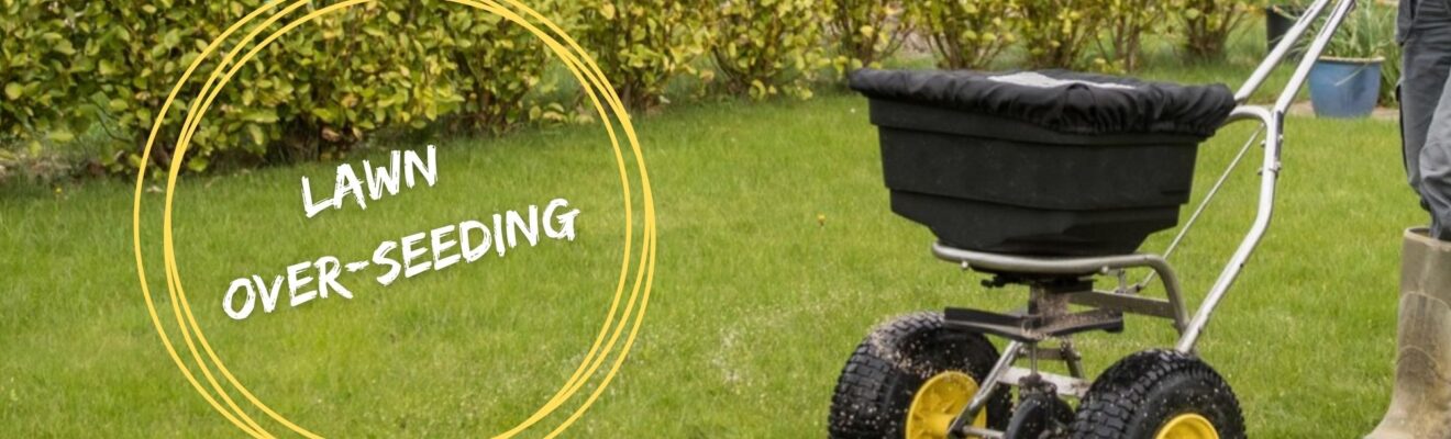 Grass Seed Fixes