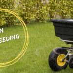 Grass Seed Fixes