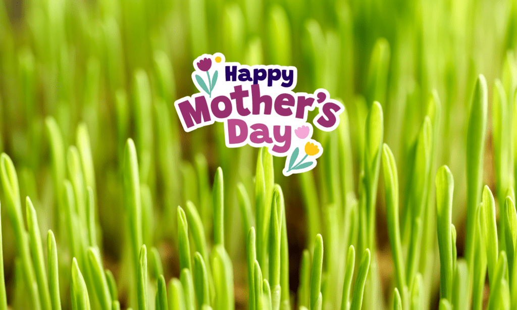 To be safe, wait until around Mother's Day to plant grass seed