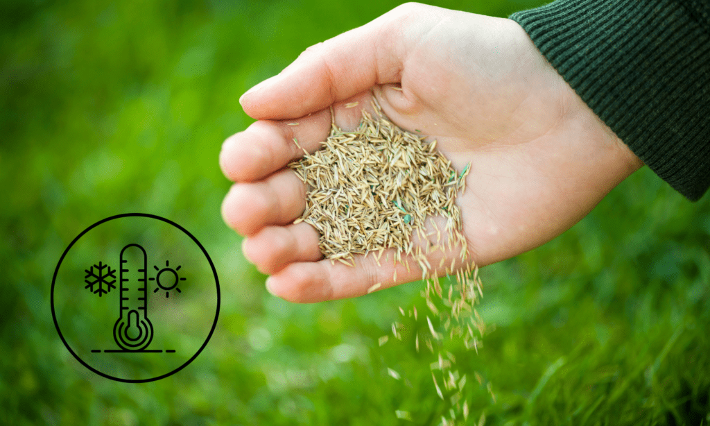 Temperature Is Critical for Grass Seed Germination