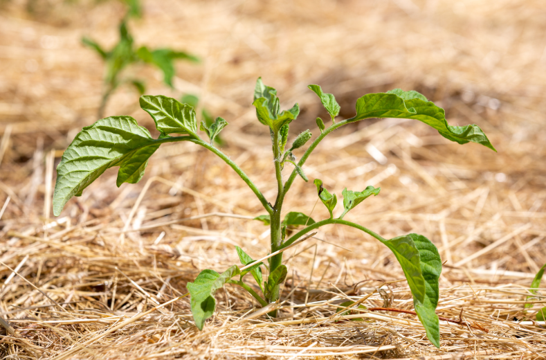 Clean straw mulch