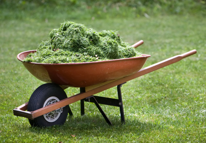 Fresh Grass Clippings