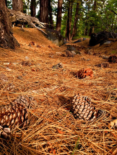 Pine Needles