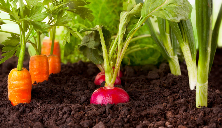Root Vegetables