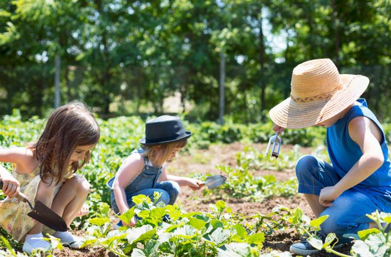 Garden in Summer