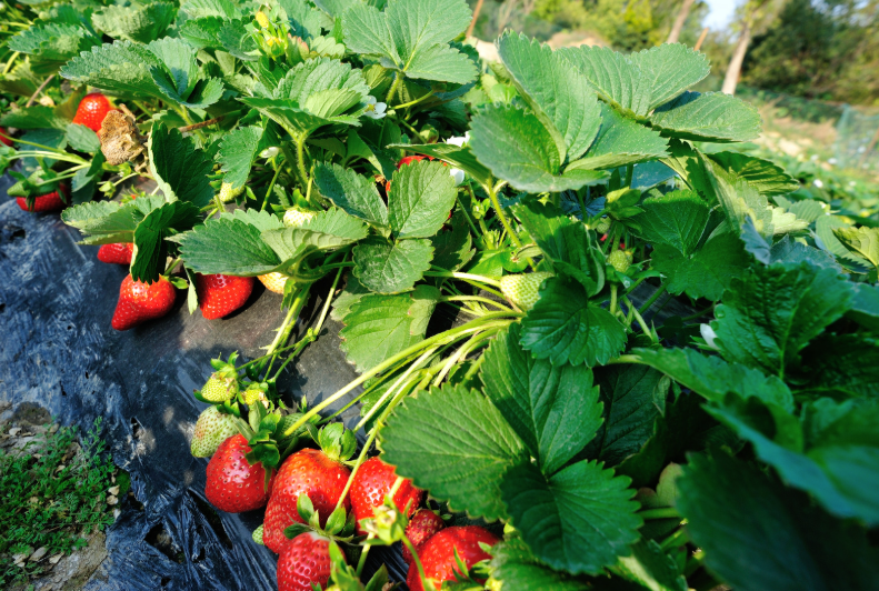 Strawberry Plant