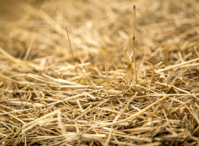 Loose Hay