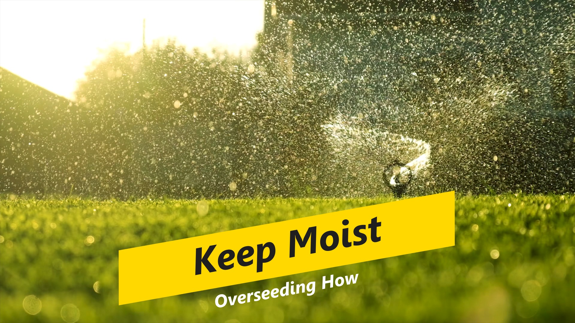 Keep new grass seed consistently moist.