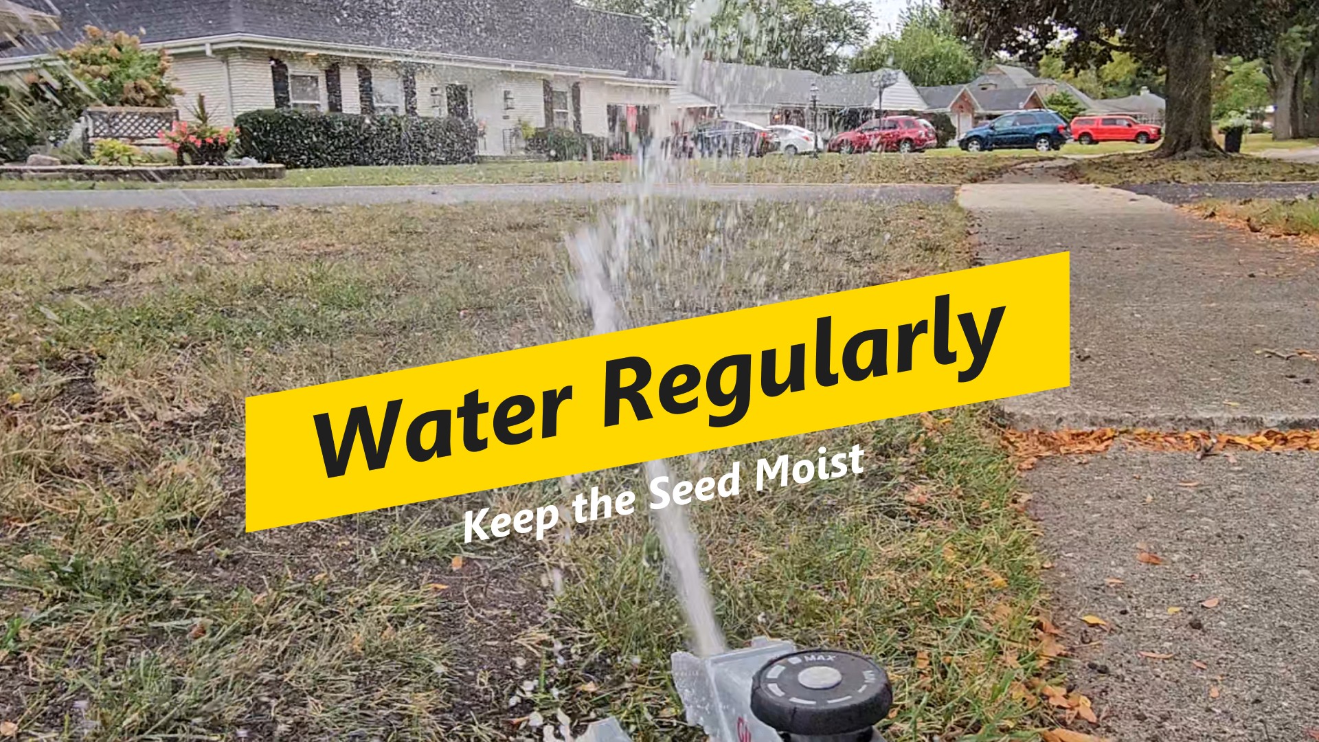 Water regularly.
